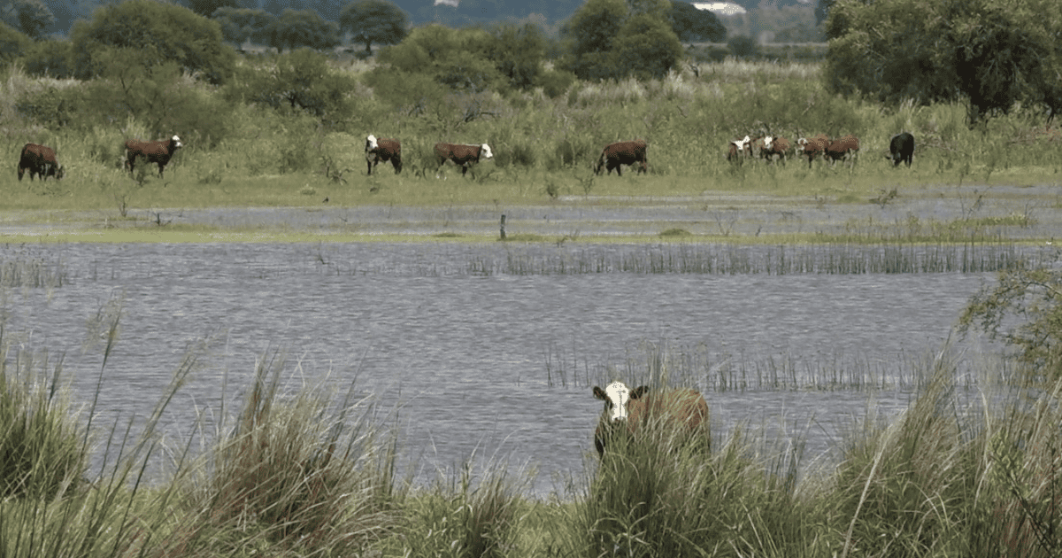 INTA Paraná: planificación y anticipación, claves para evacuar la hacienda ante una crecida.